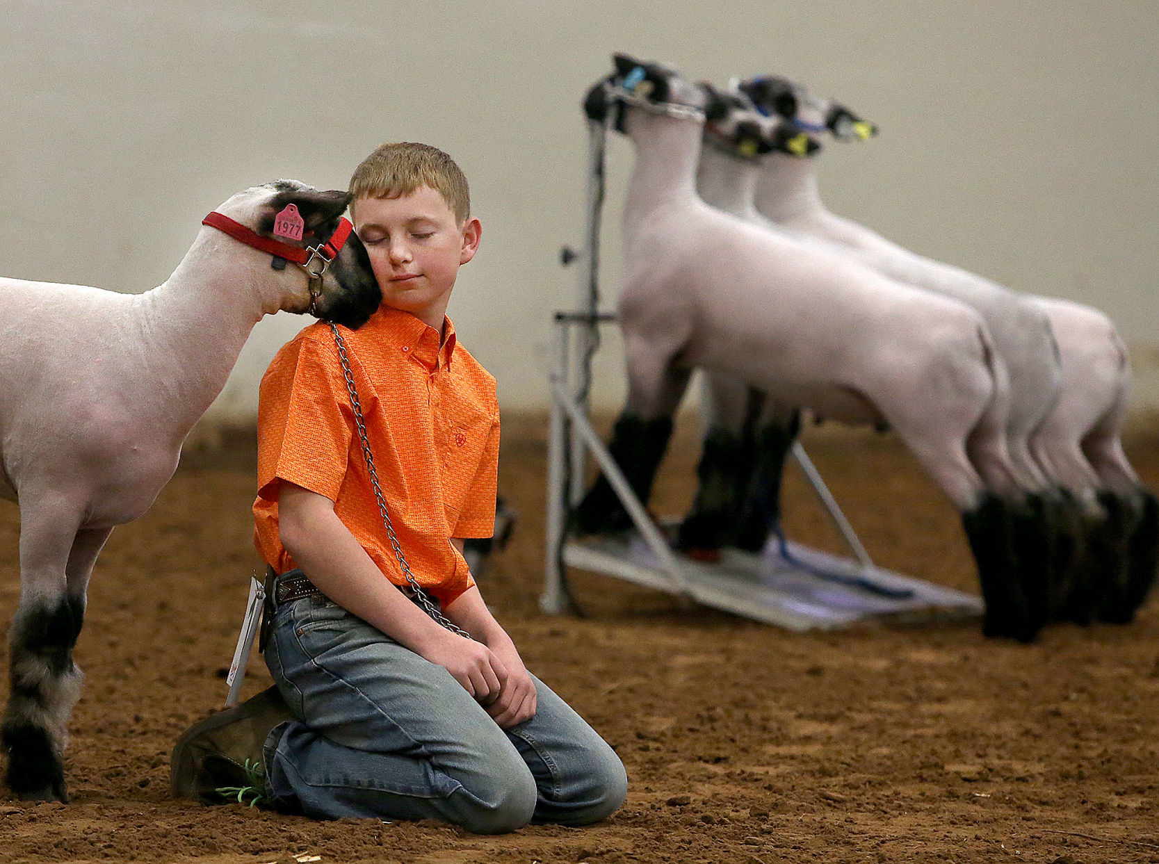livestock show